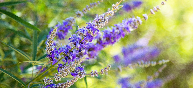 Chaste berry (Tincture)