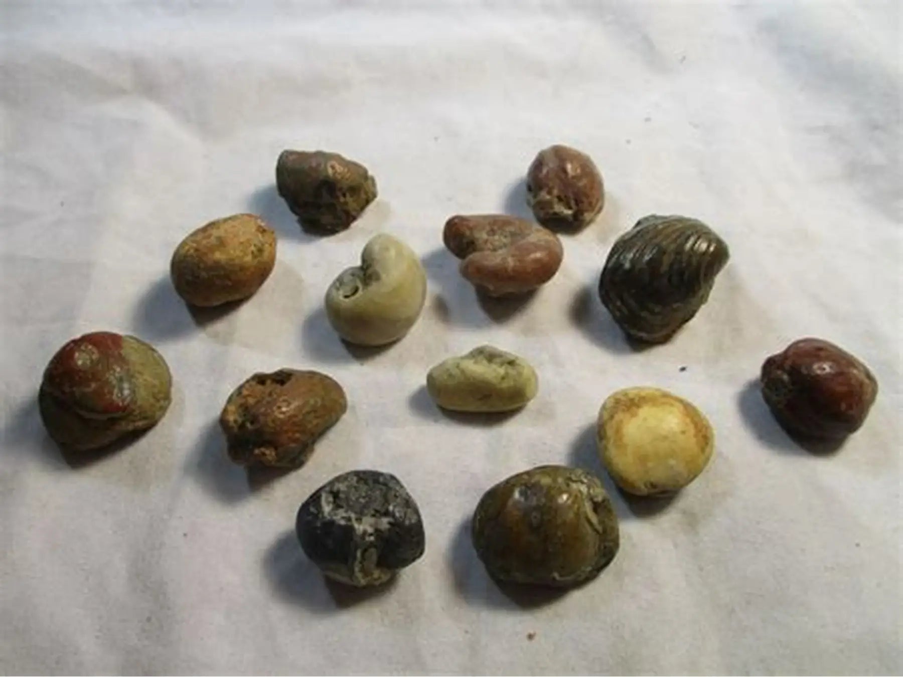 Gallstone Tincture 50 ml