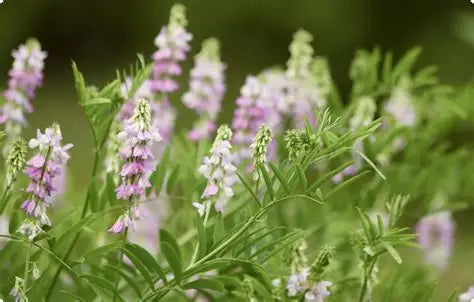 Goats Rue Tincture 50 ml