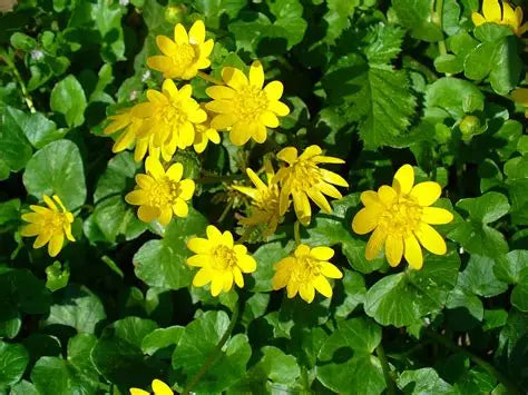 Greater Celandine Tincture 50 ml