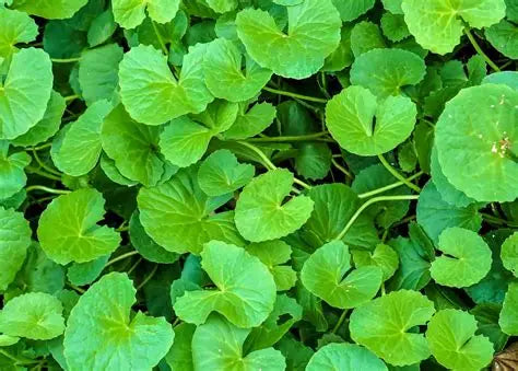 Guta Cola/ Pennywort Tincture