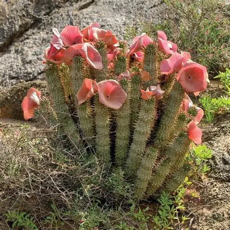 Hoodia Capsules 60