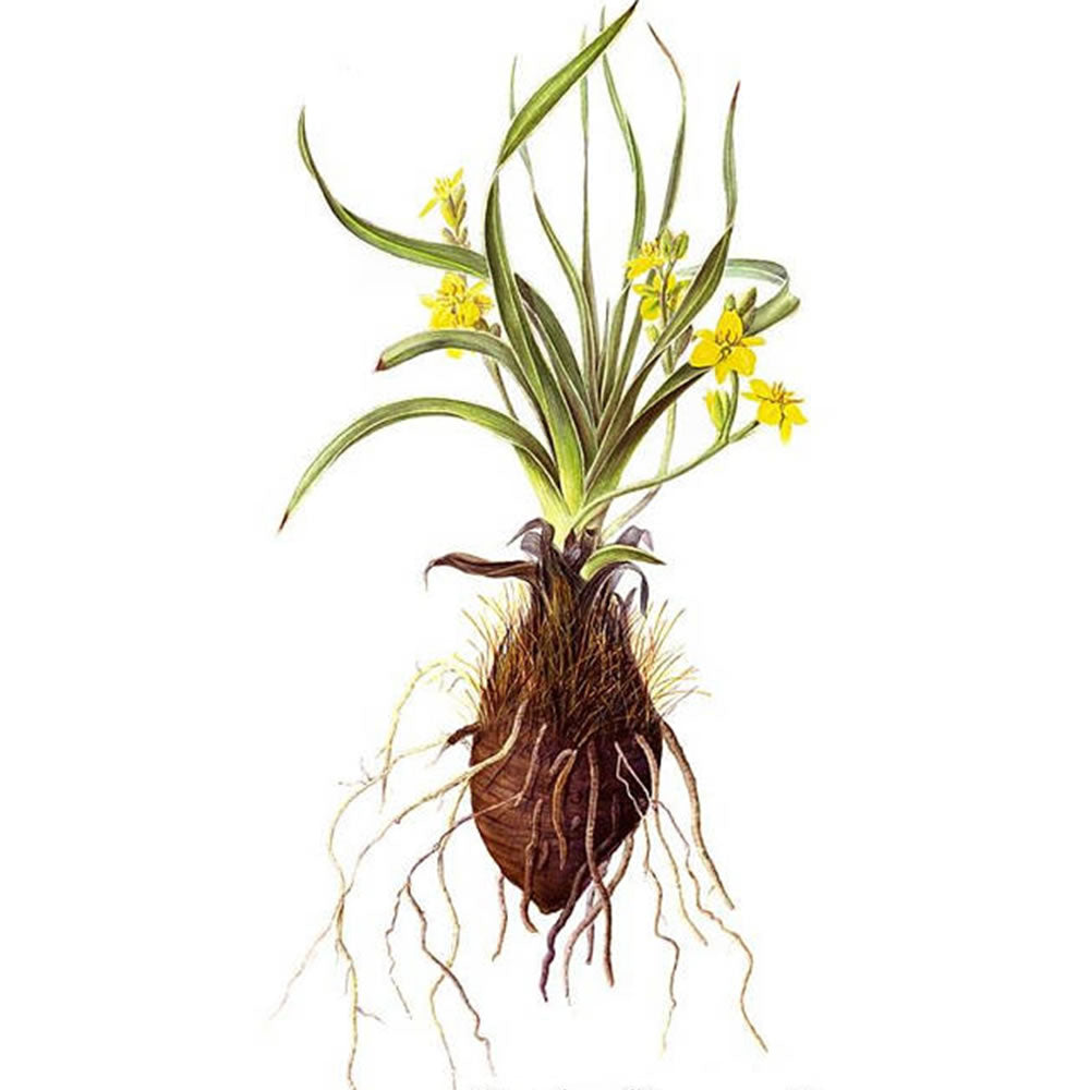 Hypoxis Tincture 50 ml