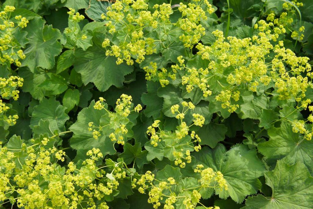 Lady's Mantle (Tincture)