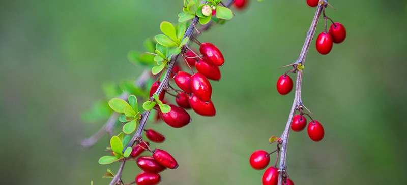 Barberry (Tincture)