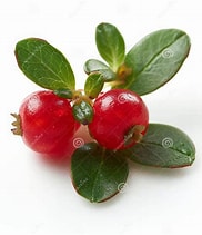 Bearberry (Uva Usi) tincture 50 ml