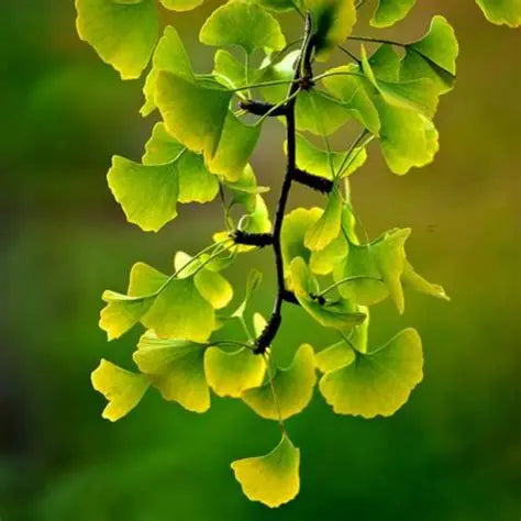 Gingko Biloba Tincture 50 ml