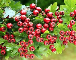 Hawthorn tincture 50 ml